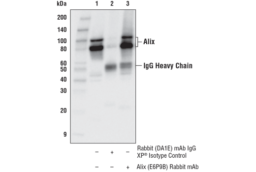 Immunoprecipitation Image 1: Alix (E6P9B) Rabbit Monoclonal Antibody