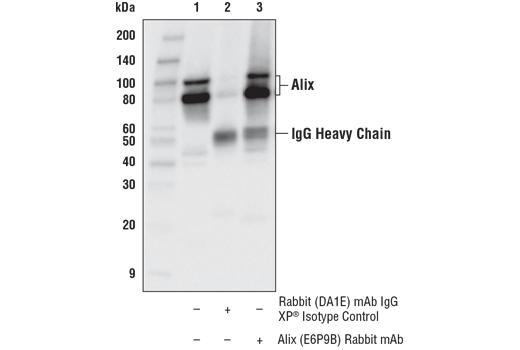 undefined Image 20: Mouse Reactive Exosome Marker Antibody Sampler Kit