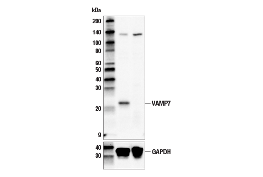 Western Blotting Image 3: VAMP7 (D4D5J) Rabbit Monoclonal Antibody