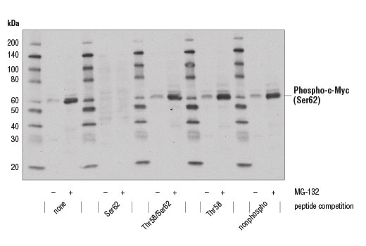 undefined Image 1: Myc Family Profiling Antibody Sampler Kit