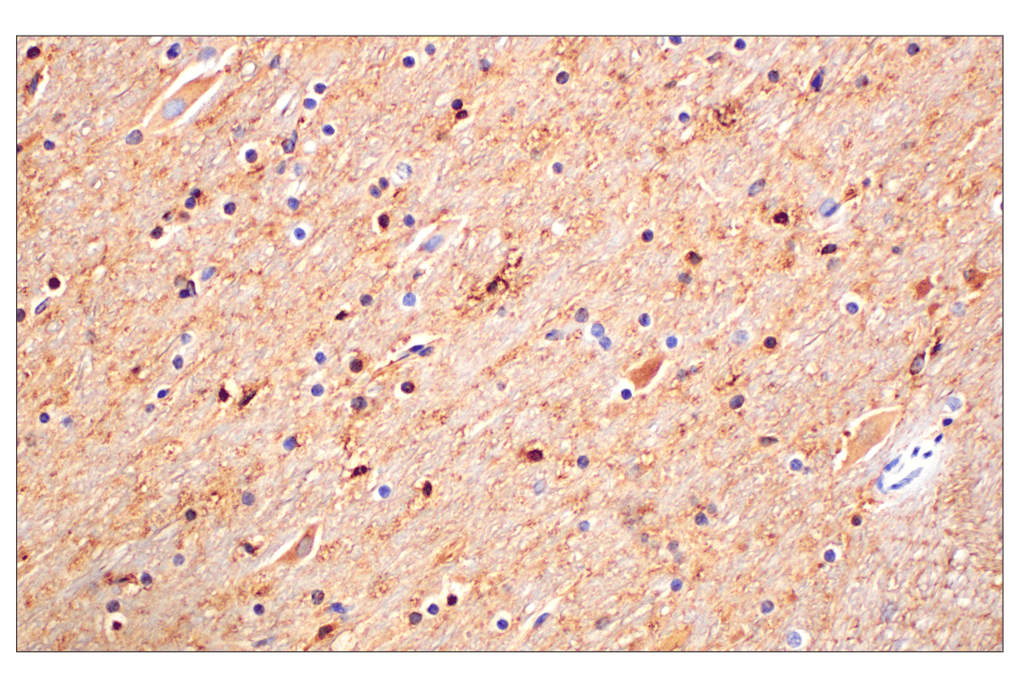 Immunohistochemistry Image 12: CD15/SSEA1 (MMA) Mouse Monoclonal Antibody