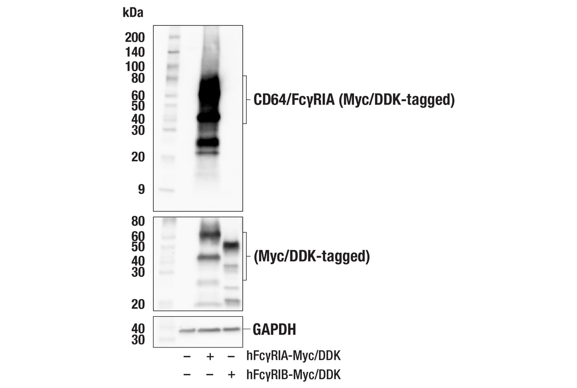 Western Blotting Image 2: CD64/FcgammaRIA (E6I4Z) Rabbit Monoclonal Antibody