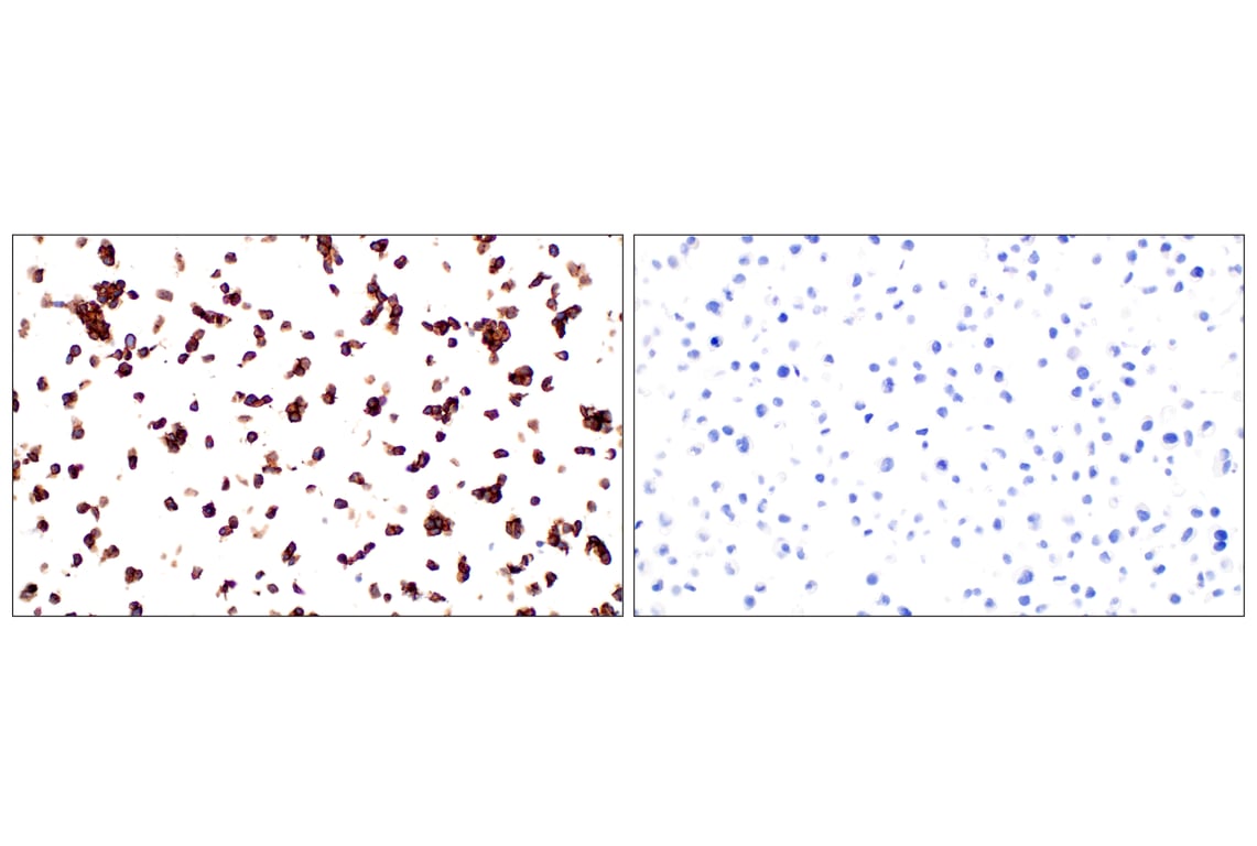 Immunohistochemistry Image 5: GPC2 (CT3) Mouse mAb