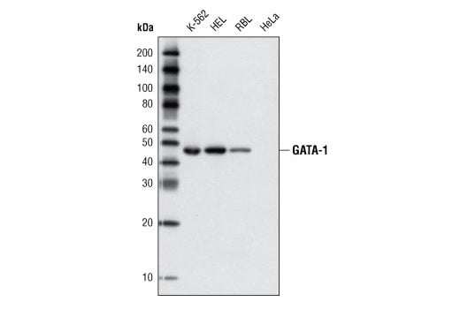 Western Blotting Image 1: GATA-1 (D52H6) XP<sup>®</sup> Rabbit mAb (BSA and Azide Free)