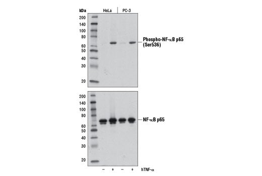 Western Blotting Image 2: Phospho-NF-kappaB p65 (Ser536) (E1Z1T) Mouse Monoclonal Antibody