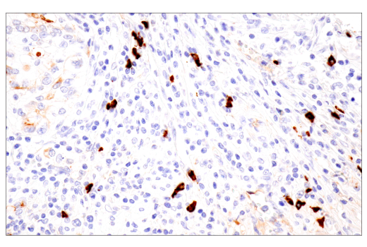 Immunohistochemistry Image 1: IgA (N1CLA) Mouse Monoclonal Antibody