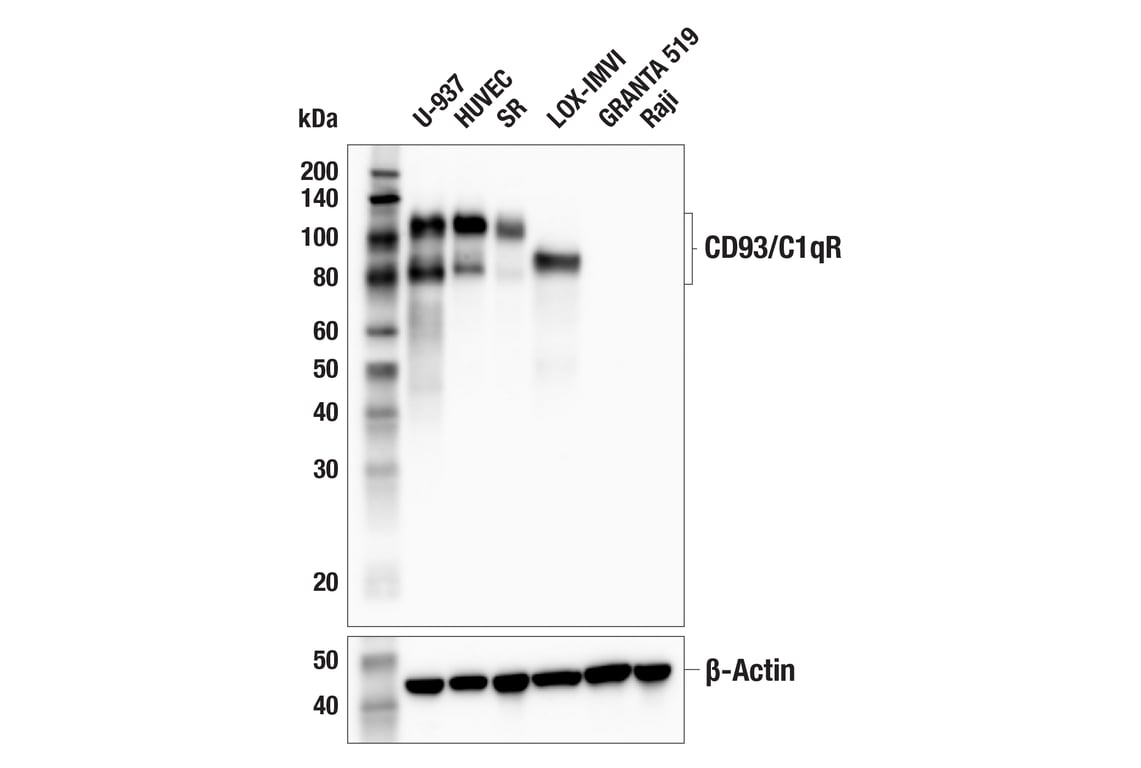 Western Blotting Image 1: CD93/C1qR (E5H9B) Rabbit mAb