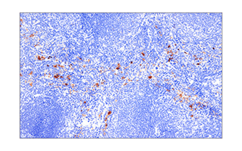 Immunohistochemistry Image 3: PD-L2 (D6L5A) Rabbit Monoclonal Antibody (BSA and Azide Free)