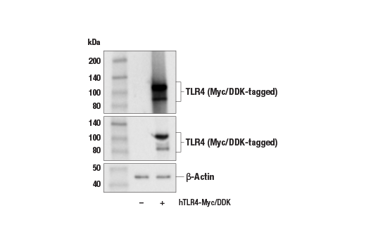 Western Blotting Image 2: Toll-like Receptor 4 (E5D8T) Rabbit Monoclonal Antibody
