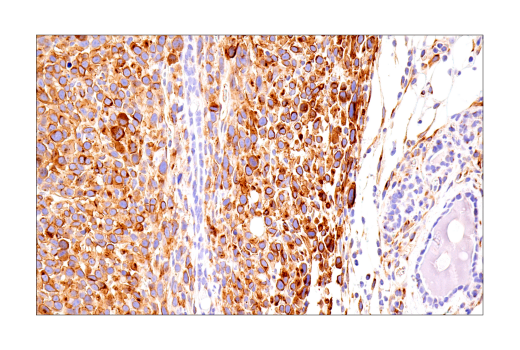 Immunohistochemistry Image 4: Connexin 43 (E7N2R) Rabbit Monoclonal Antibody (BSA and Azide Free)