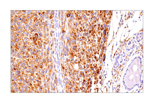 Immunohistochemistry Image 4: Connexin 43 (E7N2R) XP<sup>®</sup> Rabbit mAb (BSA and Azide Free)