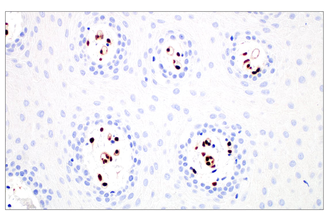 Immunohistochemistry Image 4: Basic FGF (E5Y6M) Rabbit Monoclonal Antibody