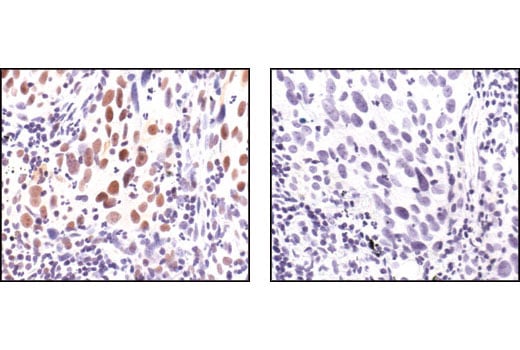 Immunohistochemistry Image 7: Phospho-NF-κB p65 (Ser276) Antibody