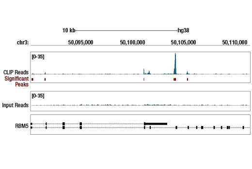 eCLIP Image 1: RBM5 (E8G8K) Rabbit Monoclonal Antibody