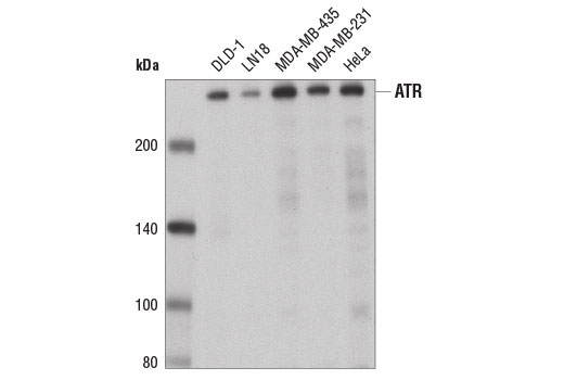 Western Blotting Image 1: ATR (E1S3S) Rabbit mAb