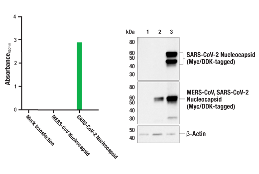 ELISA Image 1: PathScan<sup>®</sup> RP SARS-CoV-2 Nucleocapsid Protein Sandwich ELISA Kit