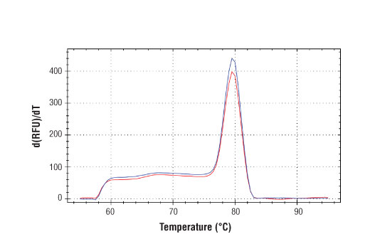 Chromatin Immunoprecipitation Image 1: SimpleChIP<sup>®</sup> Mouse Ccdc57 Intron 5 Primers