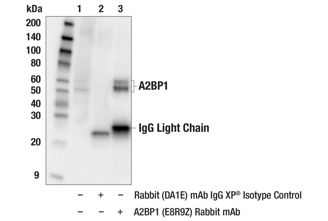 Immunoprecipitation Image 1: A2BP1 (E8R9Z) Rabbit Monoclonal Antibody