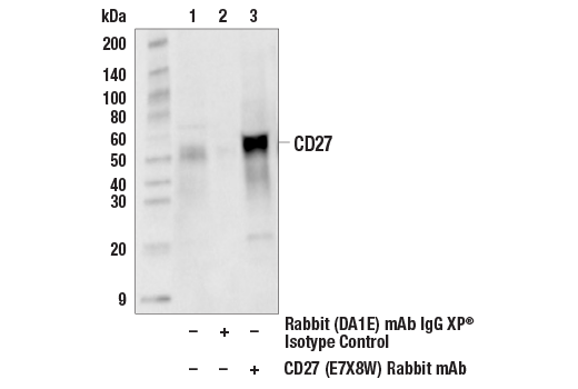Immunoprecipitation Image 1: CD27 (E7X8W) Rabbit Monoclonal Antibody