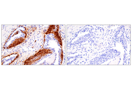Immunohistochemistry Image 2: Connexin 43 (E7N2R) XP<sup>®</sup> Rabbit mAb (BSA and Azide Free)