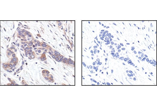 Immunohistochemistry Image 4: alpha-Tubulin Antibody