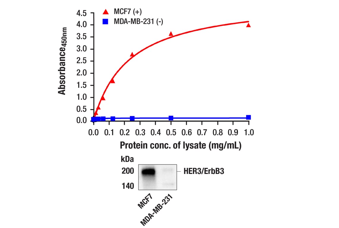 ELISA Image 1: PathScan<sup>®</sup> Total HER3/ErbB3 Sandwich ELISA kit