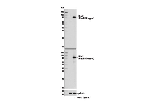 Western Blotting Image 2: Miro2 Antibody