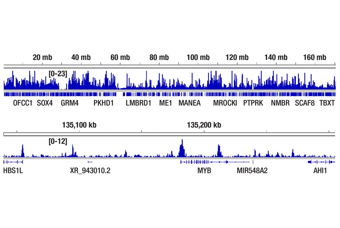CUT & RUN Image 2: SMARCE1/BAF57 (E6H5J) Rabbit Monoclonal Antibody