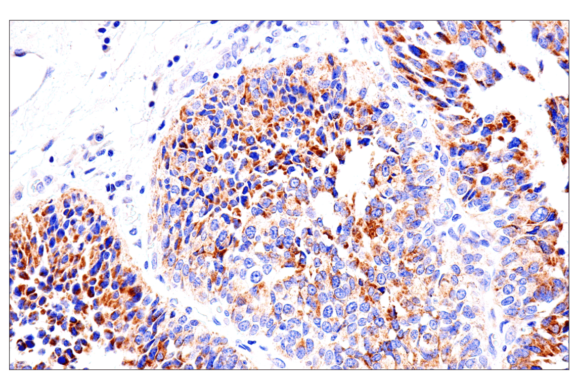 Immunohistochemistry Image 8: SLC25A1 (E7B2B) Rabbit Monoclonal Antibody