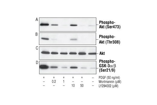 undefined Image 2: LY294002