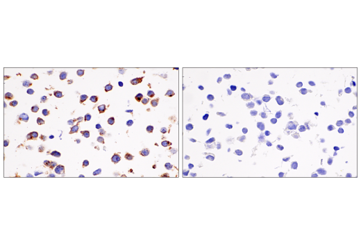 Immunohistochemistry Image 1: Connexin 43 (E7N2R) Rabbit Monoclonal Antibody (BSA and Azide Free)