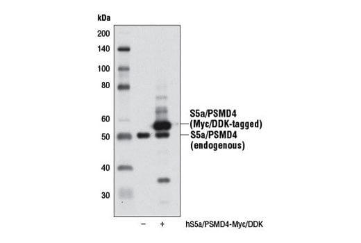 Western Blotting Image 2: S5a/PSMD4 (D17E4) Rabbit Monoclonal Antibody