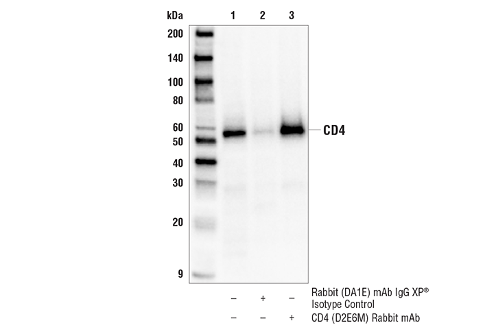Immunoprecipitation Image 1: CD4 (D2E6M) Rabbit Monoclonal Antibody