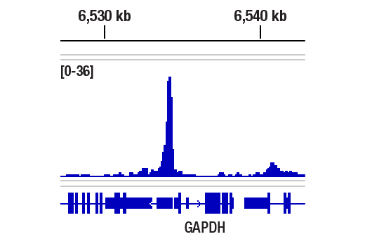 Chromatin Immunoprecipitation Image 1: Acetyl-Histone H2A.Z (Lys4/Lys7) (D3V1I) Rabbit Monoclonal Antibody