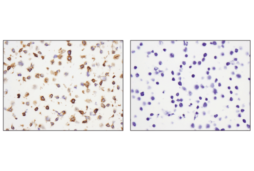 Immunohistochemistry Image 4: CXCR5 (D6L3C) Rabbit Monoclonal Antibody (BSA and Azide Free)