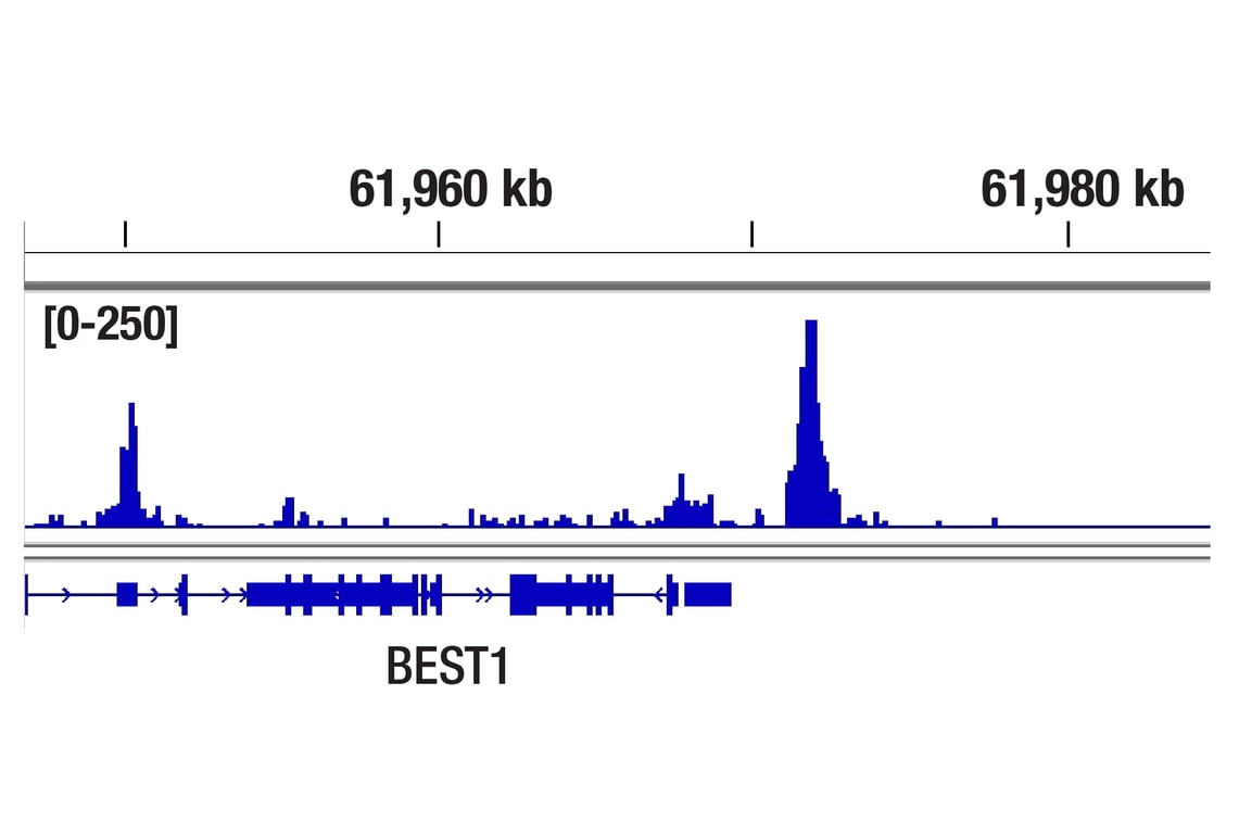 CUT & Tag Image 1: MITF (D3B4T) Rabbit Monoclonal Antibody