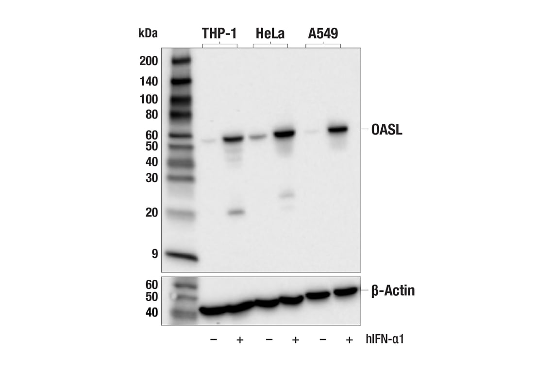Western Blotting Image 3: OASL (E7W1R) Rabbit Monoclonal Antibody