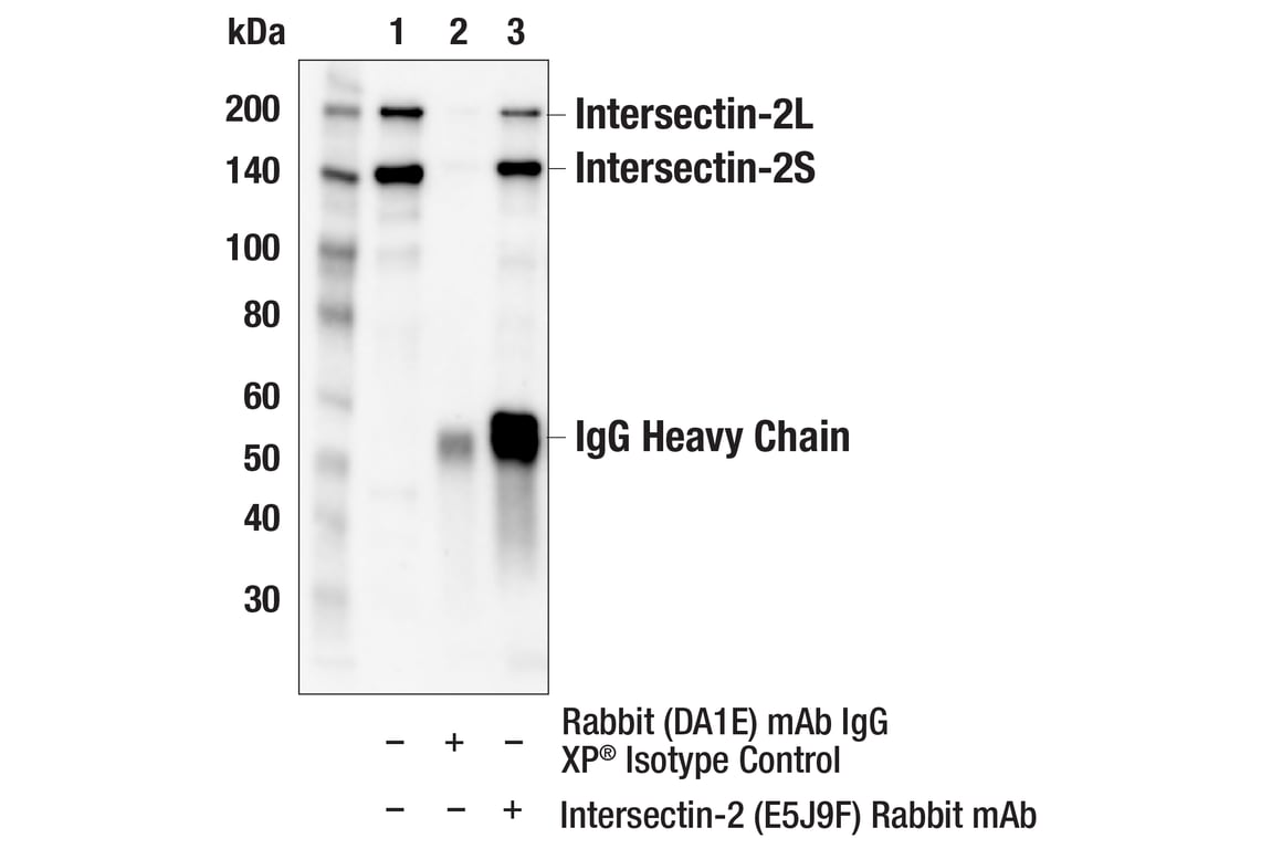 Immunoprecipitation Image 1: Intersectin-2 (E5J9F) Rabbit Monoclonal Antibody