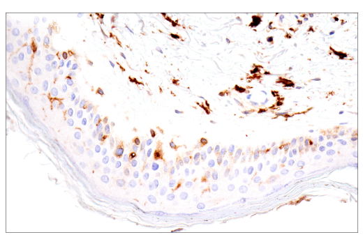 Immunohistochemistry Image 9: p22phox (E7Y1F) Rabbit Monoclonal Antibody (BSA and Azide Free)