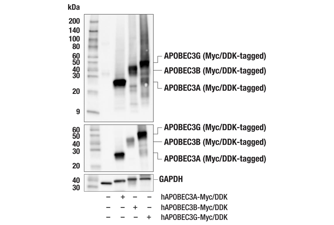 Western Blotting Image 2: APOBEC3A/B/G (5210-87-13) Rabbit Monoclonal Antibody