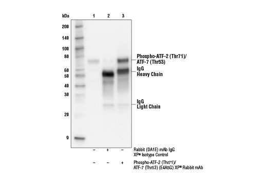 Immunoprecipitation Image 1: Phospho-ATF-2 (Thr71)/ATF-7 (Thr53) (E4A5G) Rabbit Monoclonal Antibody