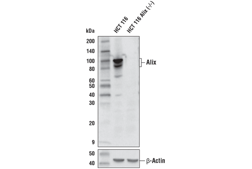 undefined Image 7: Mouse Reactive Exosome Marker Antibody Sampler Kit