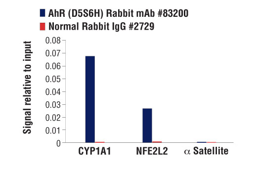 Chromatin Immunoprecipitation Image 1: AhR (D5S6H) Rabbit Monoclonal Antibody