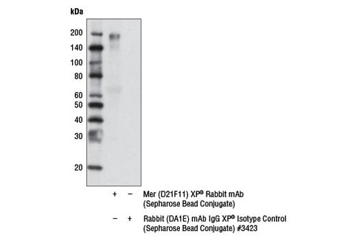 Immunoprecipitation Image 2: Mer (D21F11) Rabbit Monoclonal Antibody (Sepharose<sup> </sup> Bead Conjugate)