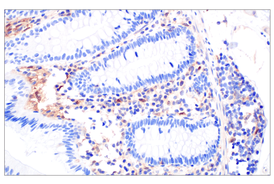 Immunohistochemistry Image 5: BLVRA (F7Z7R) Rabbit Monoclonal Antibody