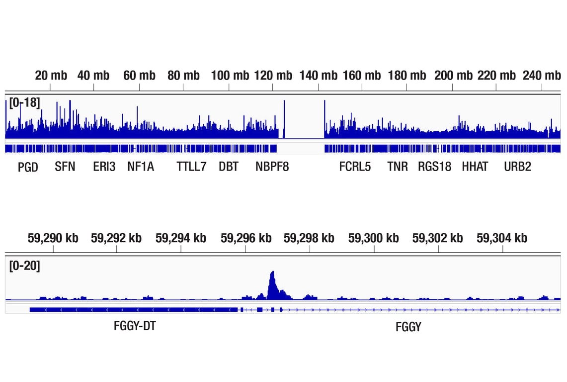 CUT & RUN Image 2: JMJD1B (C69G2) Rabbit Monoclonal Antibody