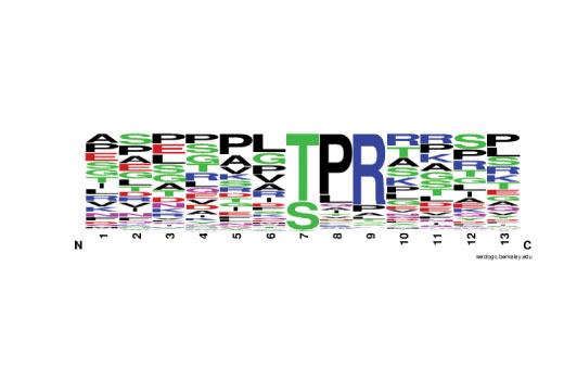 PTMScan Image 2: PTMScan<sup>®</sup> Phospho-Thr-X-Arg Motif [pT(P/X)R] Kit