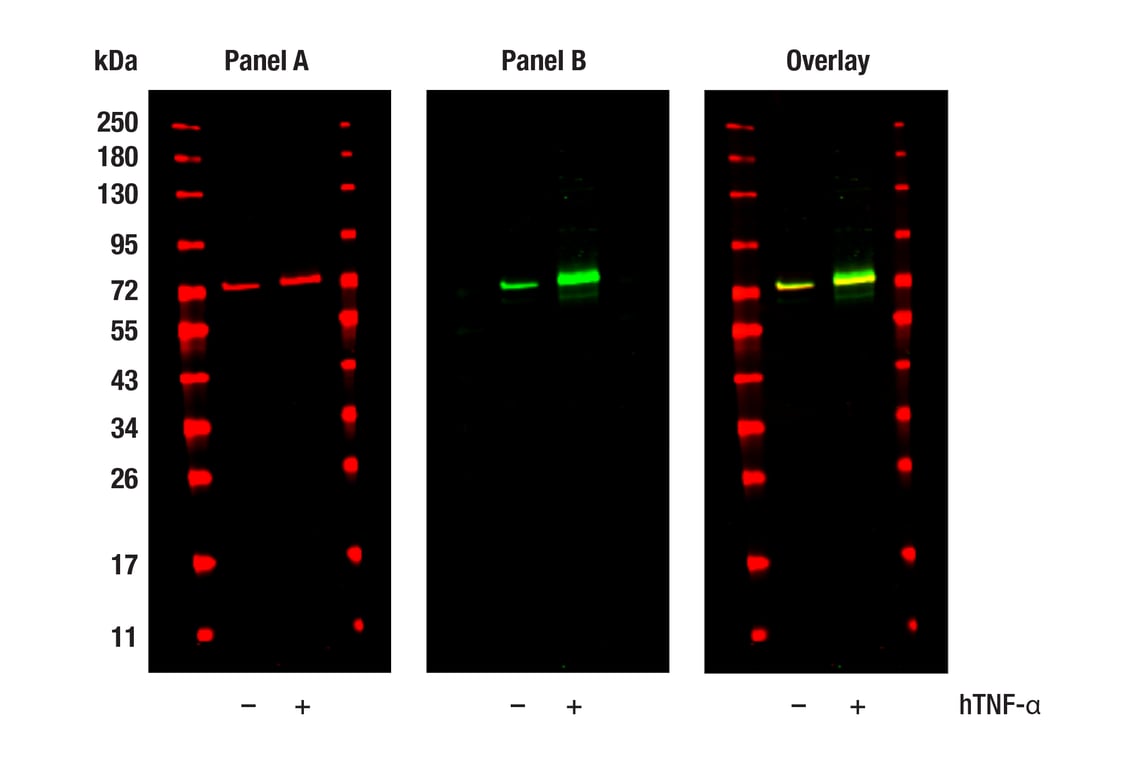 Western Blotting Image 1: Phospho-NF-kappaB p65 (Ser529) (E3K3J) Rabbit Monoclonal Antibody