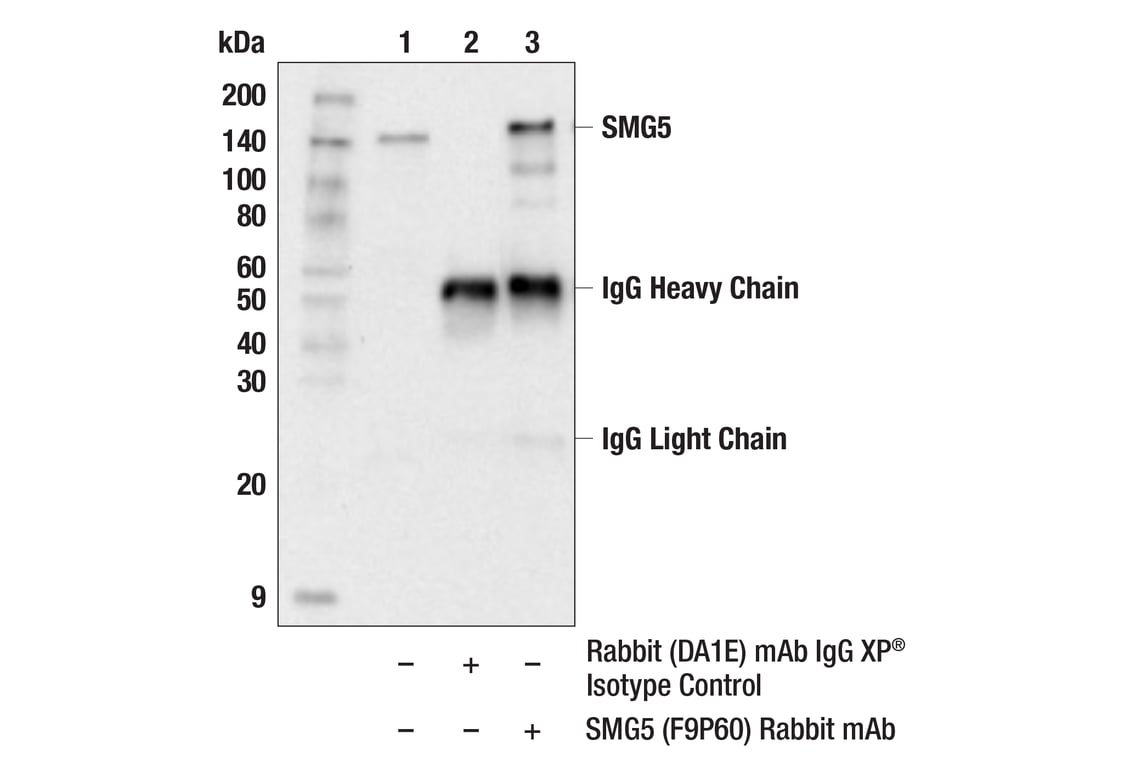 Immunoprecipitation Image 1: SMG5 (F9P6O) Rabbit Monoclonal Antibody