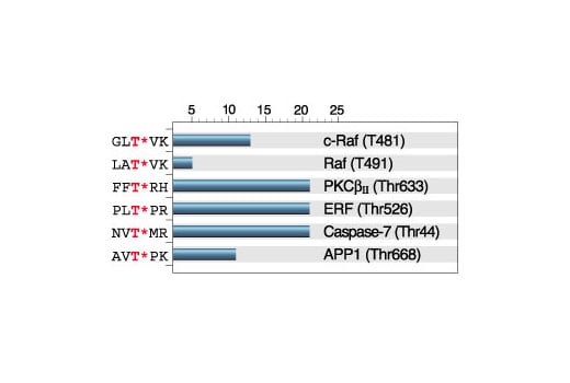 E Image 1: Phospho-Threonine-X-Arginine Antibody